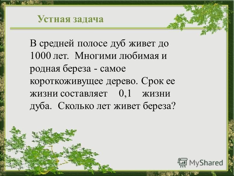 Сколько живет дуб. Сколько лет живёт берёза. Сколько лет живет дуб. Дуб Продолжительность жизни дерева.