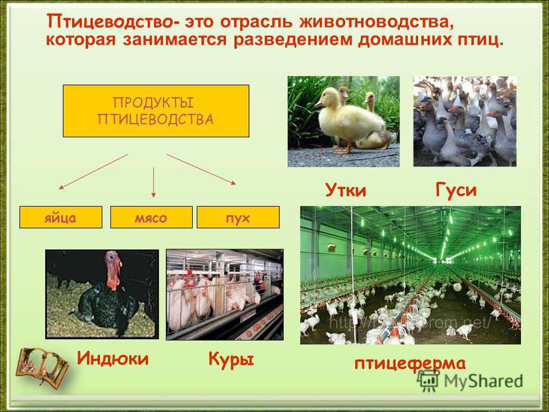 На птицеферме есть только куры и гуси. Отрасли птицеводства. Животноводство Птицеводство. Птицеводство презентация. Отрасль Птицеводство доклад.