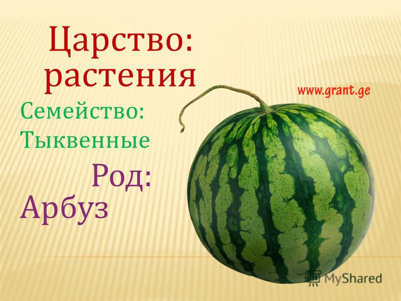 Арбуз это ягода или овощ. Арбуз семейство тыквенных. Арбуз для презентации. Арбуз это ягода или Тыквина. Семейство тыквенные презентация.