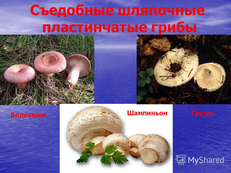 Какие съедобные грибы относятся к трубчатым грибам. Трубчатые пластинчатые грибы съедобные несъедобные грибы. Несъедобные пластинчатые грибы названия. Несъедобные пластинчатые грибы. Пластинчатые съедобные грибы и несъедобные таблица.