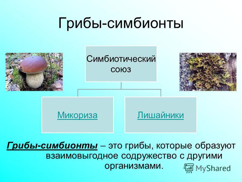 Микоризу образует