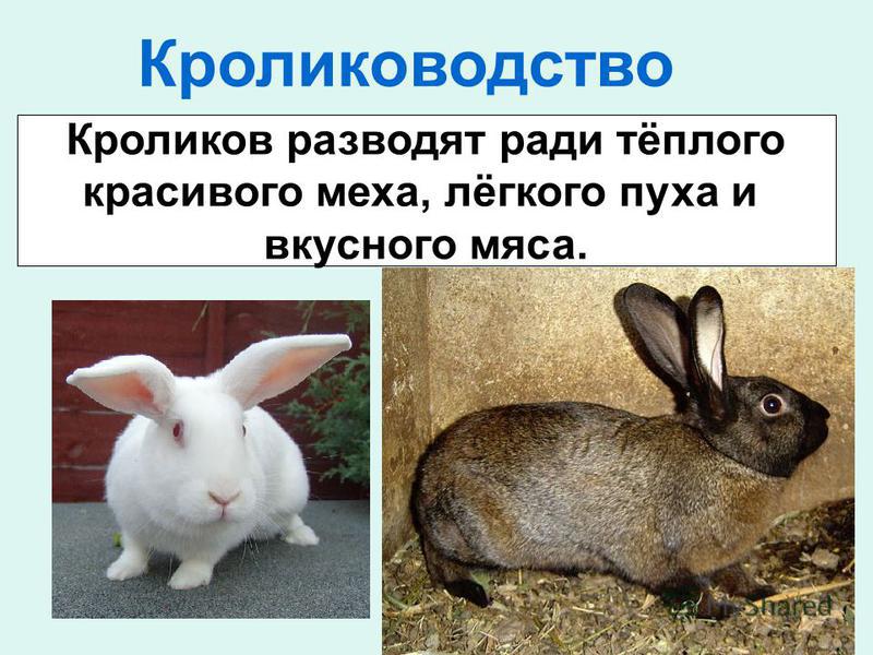 К какому типу относится кролик. Кролиководство доклад. Кролиководство презентация. Презентация на тему кролики. Необычные факты о кроликах.