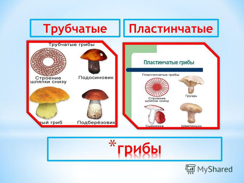 Программа для определения грибов по фото на андроид