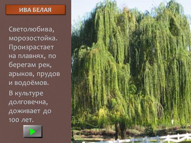 Почему ива называется плакучей. Ива белая плакучая описание.