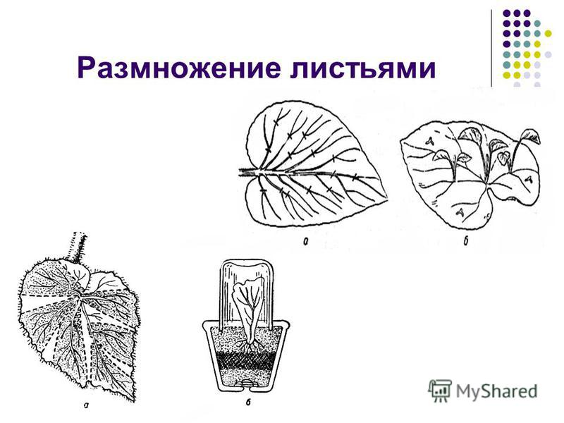 Листом размножают. Вегетативное размножение бегонии черенками. Способ вегетативного размножения растений листовыми черенками. Размножение бегонии листовыми черенками. Размножение листовыми черенками.