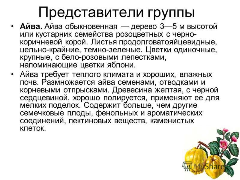 Айва фрукт полезные свойства. Чем полезна айва. Айва характеристика плода. Айва витамины. Айва полезные свойства и состав.