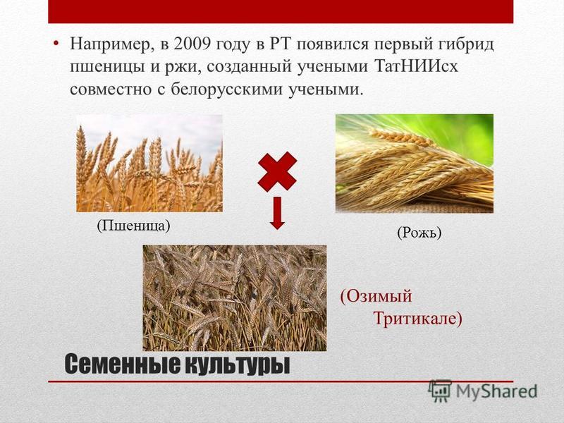 Гибрид пшеницы и ржи 9 букв. Тритикале гибрид пшеницы и ржи. Тритикале селекция. Тритикале метод селекции. Пшеница рожь тритикале.