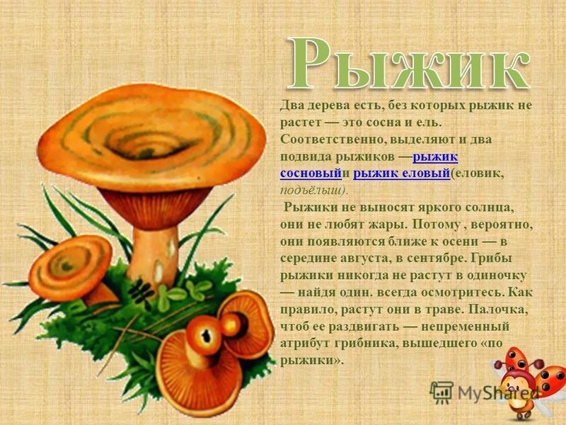 Рыжики стихи