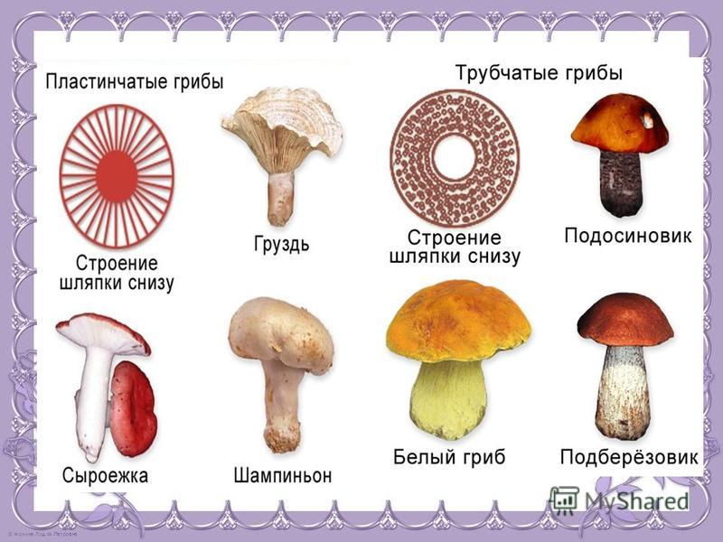 Какие грибы относятся к пластинчатым