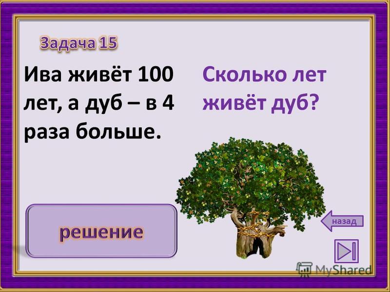 Сколько лет расту. Сколько лет живет дуб. Дуб сколько лет живет дерево. Продолжительность жизни деревьев Ива. Сколько живут деревья дуб.