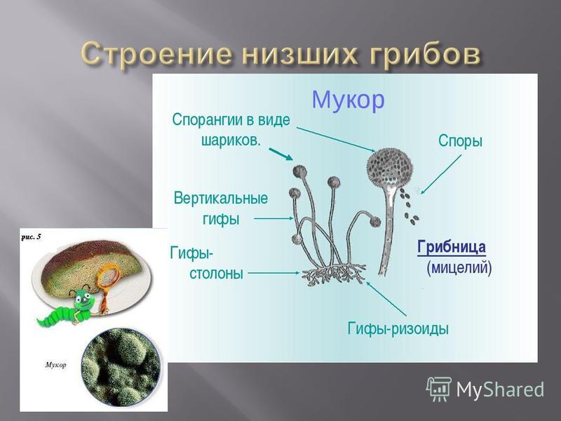 Низшие грибы имеют мицелий. Строение гриба мукора. Строение гриба рода Mucor. Строение мицелия мукора.