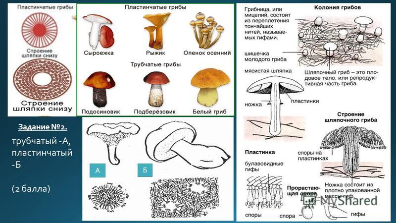 Различие пластичных грибов и трубчатых грибов. Шляпочные грибы строение трубчатые и пластинчатые. Строение пластинчатого гриба. Классификация шляпочных грибов по строению Нижнего слоя шляпки схемы.