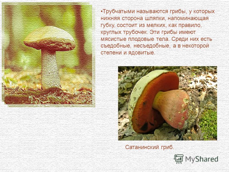 Шляпочный гриб и дерево. Трубчатые ядовитые грибы названия. Шляпочные грибы съедобные и несъедобные. Сатанинский гриб трубчатый или пластинчатый гриб. Трубчатые грибы съедобные и ядовитые.