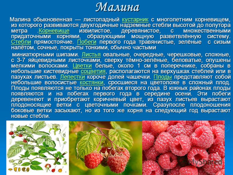 Описание малины. Малина обыкновенная сырье. Характеристика малины. Малина обыкновенная описание.