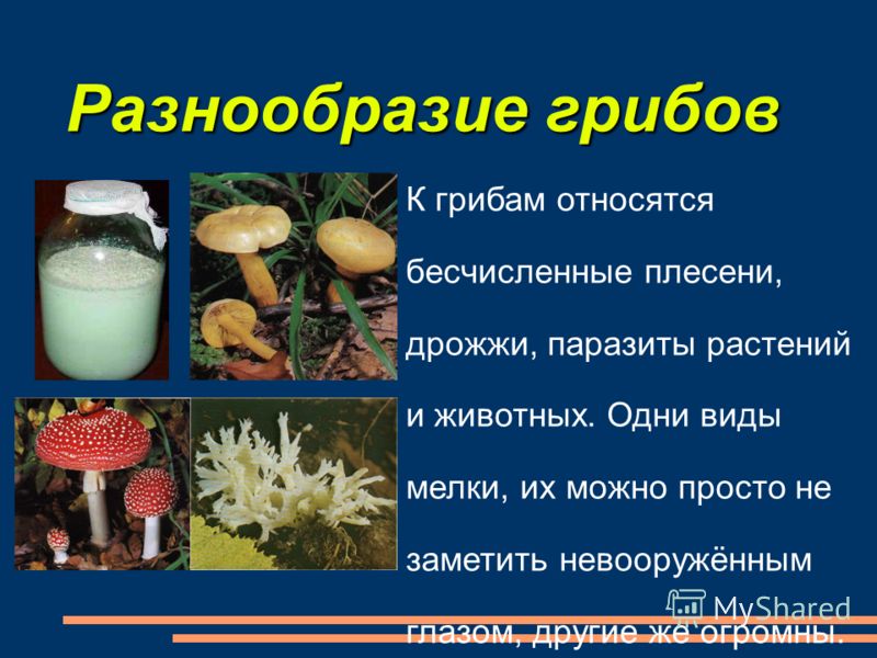 Какие организмы относятся к грибам