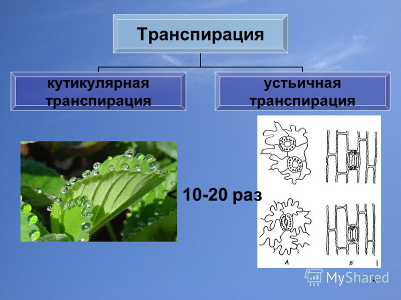 Листовая транспирация