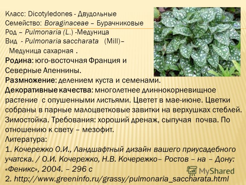 Медуница полезные свойства. Pulmonaria saccharata. Медуница. Медуница аптека. Медуница сахарная размножение.