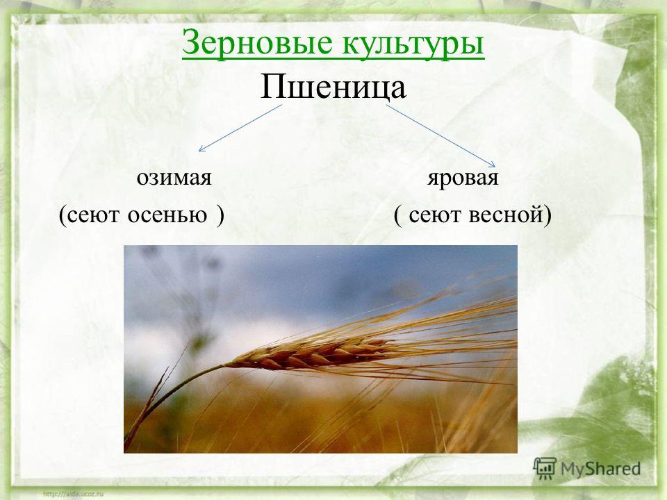 Озимая яровая отличия. Зерновые культуры засеваемые весной. Презентация пшеница 3 класс. Озимые и яровые зерновые. Зерновые культуры засеваемые осенью.