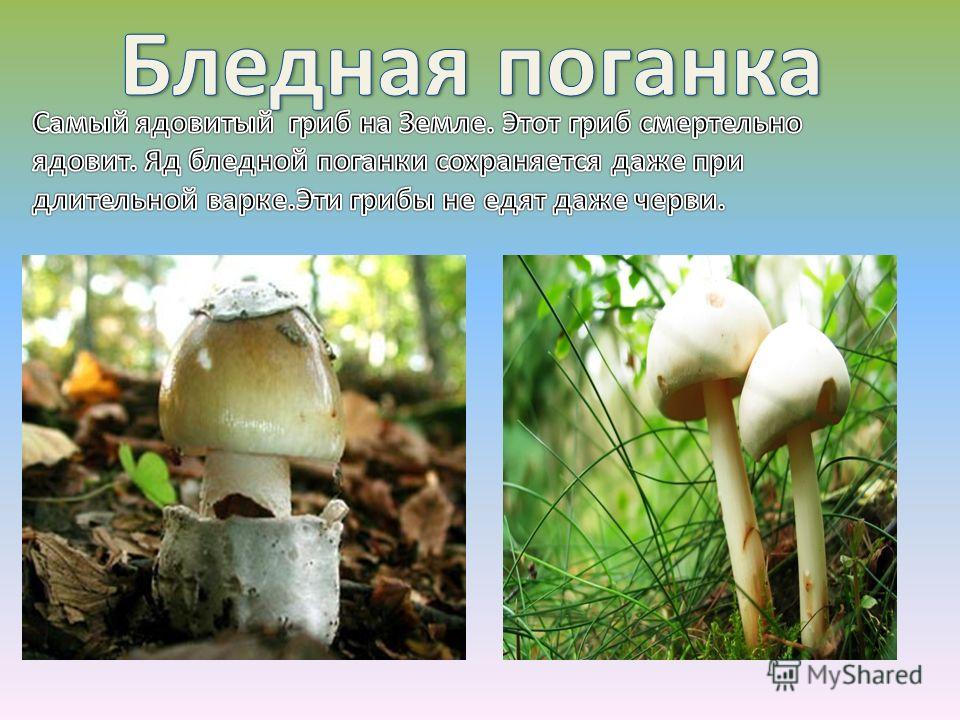 Бледная поганка доклад. Бледная поганка гриб. Грибница бледной поганки. Поганки грибы ядовитые. Описание грибов бледная поганка.