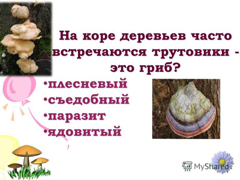 Сообщение на тему грибы паразиты. Наземные грибы. Грибы образующие плодовые тела. Наземная часть гриба называется.