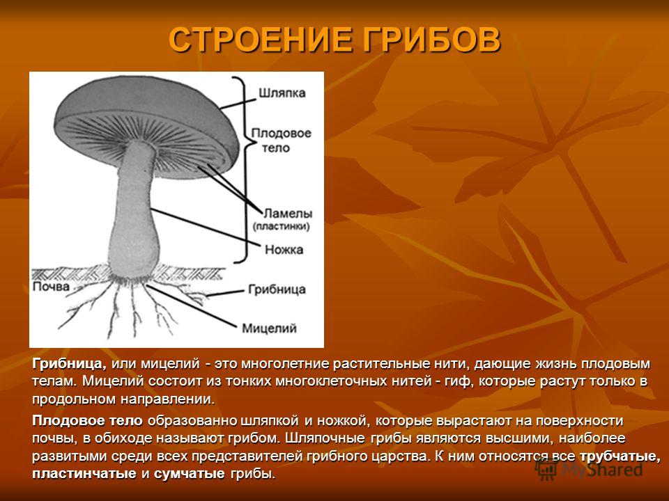 Могут формировать плодовые тела грибы или растения. Строение грибницы мицелия. Грибы мицелий строение гриба. Строение гриба мицелий мицелий. Строение гриба нити.