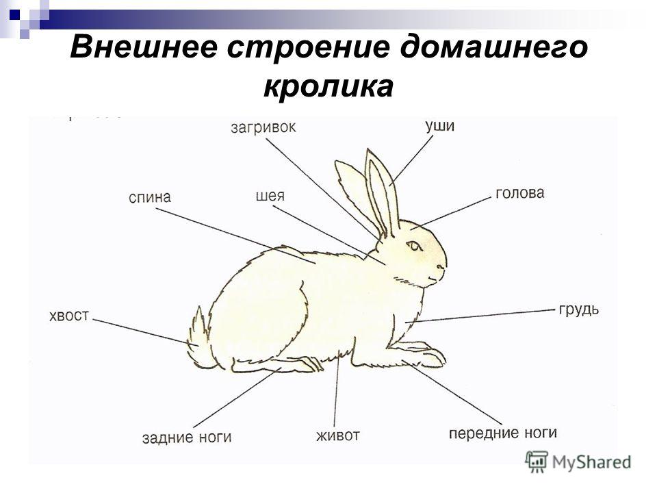 Особенности внешнего строения зверей. Внешнее строение млекопитающих кролик. Заяц Беляк строение тела. Внутреннее строение зайца беляка. Внешнее строение зайца беляка.