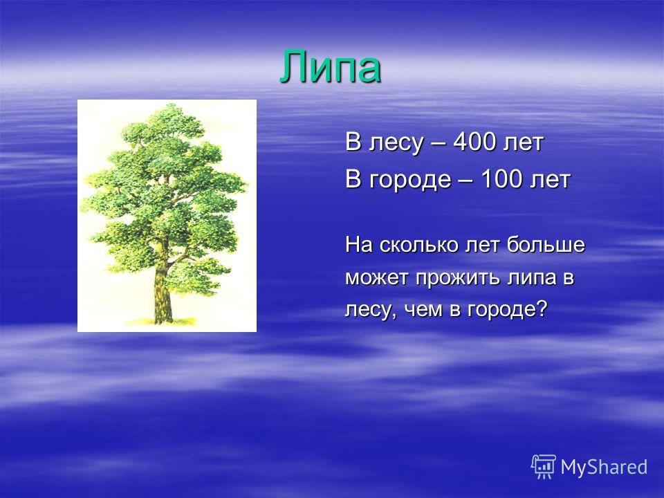 Сколько растет 1 дерево