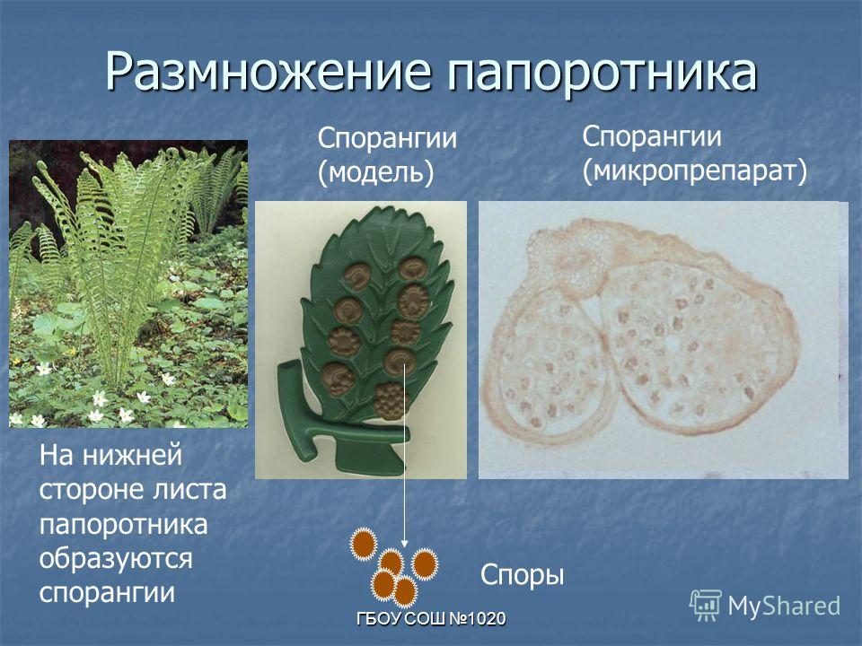 Спорангий папоротника рисунок