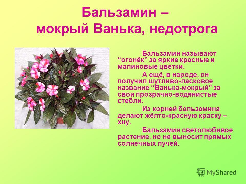 Почему цветок. Паспорт растений Ванька мокрый. Бальзамин Родина растения. Бальзамин огонек Ванька мокрый. Ванька мокрый Родина растения.