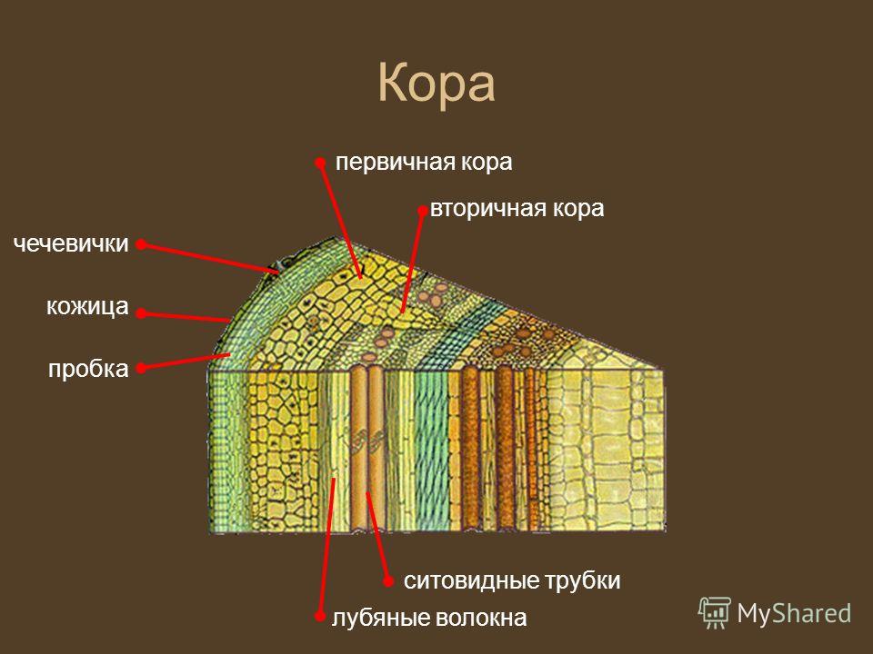 Мочить коры