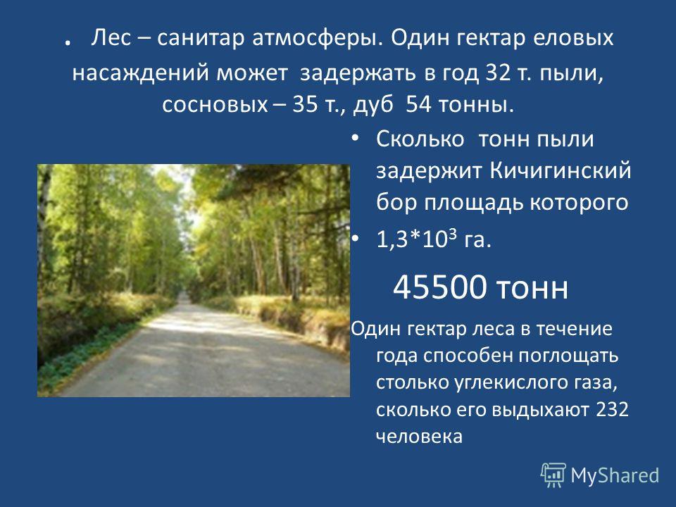 1 гектар т. Гектар леса это сколько. 1 Гектар леса. Площадь одного леса в гектарах. Стоимость 1 гектара леса.