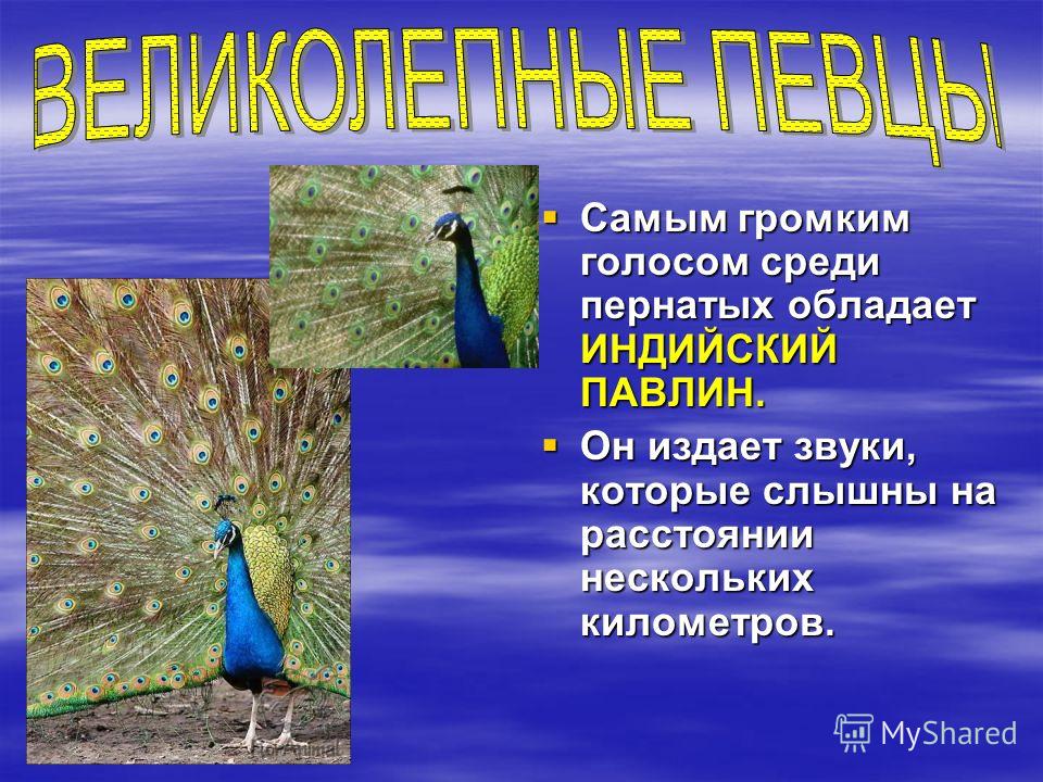 Павлин издает звуки. Павлин презентация. Рассказ о Павлине. Павлин информация для детей 1 класс.