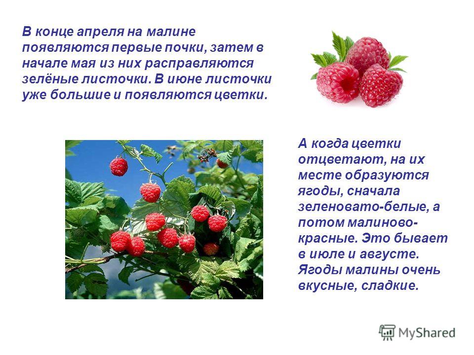 Ягодки почему. Малина как появляются ягоды. Систематика малины садовой. Ягоды в августе какие. Малина в апреле.