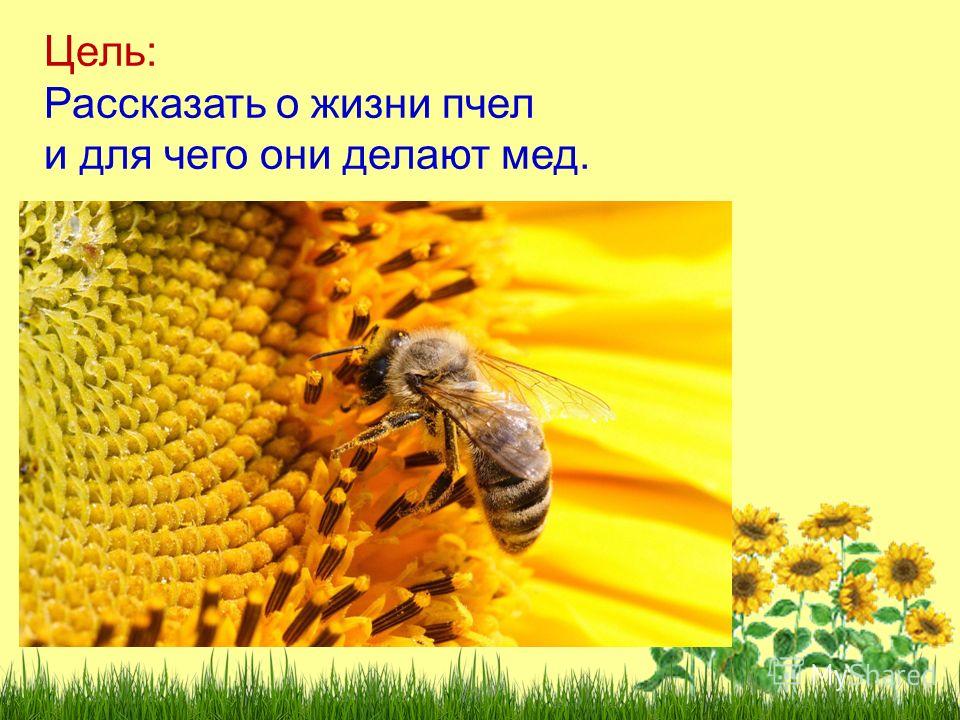 Пчелы в жизни человека. Проект про пчел для детей. Пчела для презентации. Интересные факты о пчелах. Пчела для детей.