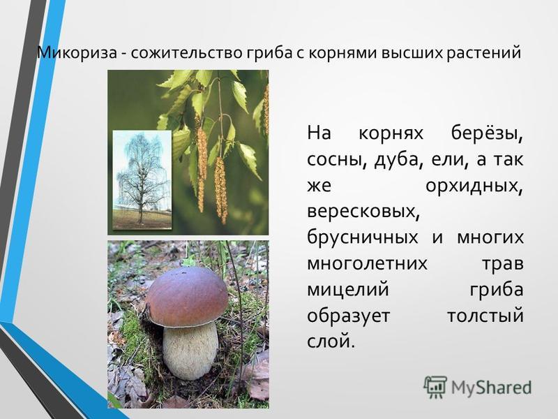 Плесневые грибы образуют микоризу