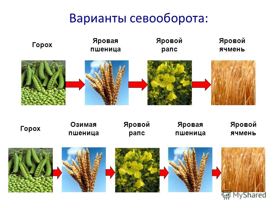 Севооборот зерновые