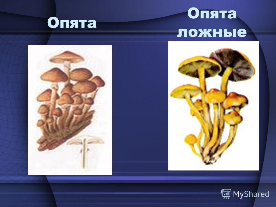 Как отличить опята от ложных опят. Опята. Опенок ложный паразит.