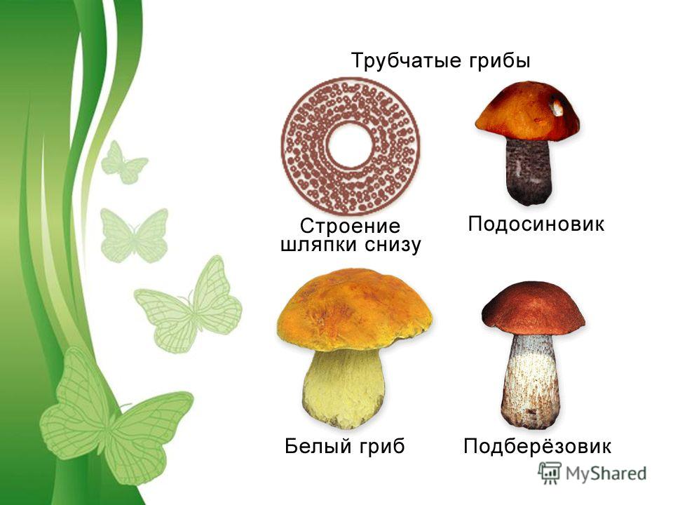 Шляпка подберезовика обыкновенного образована клетками содержащими