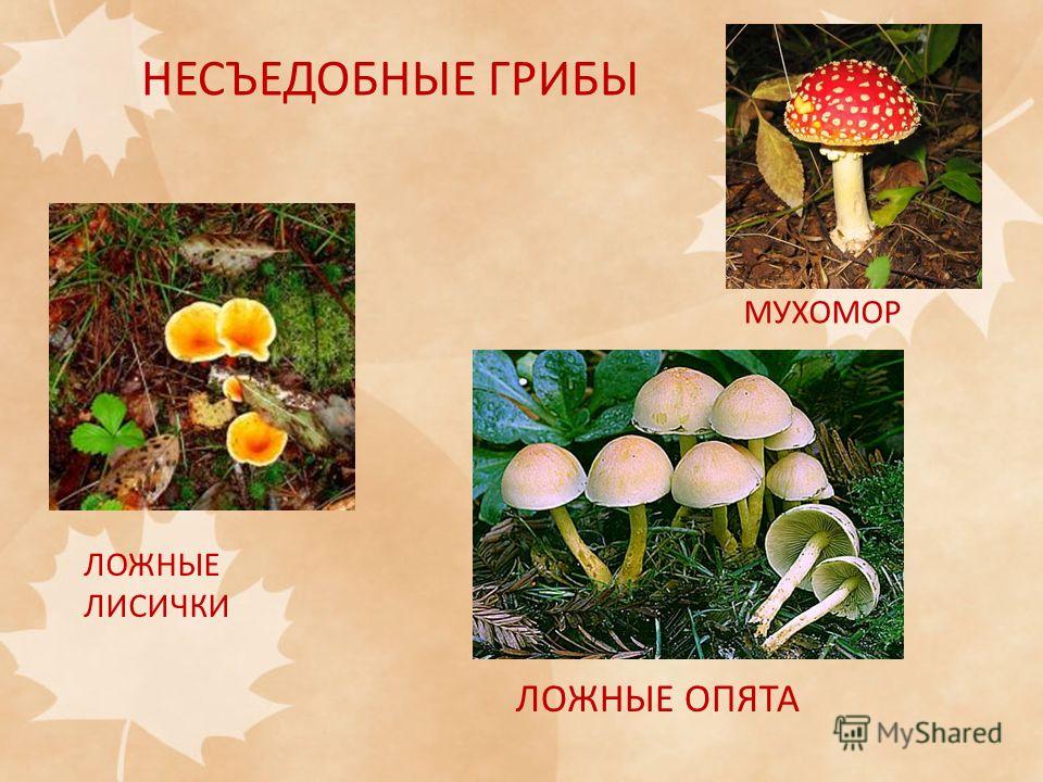 Какие есть грибы несъедобные. Несъедобные грибы. Грибы: съедобные и несъедобные. Несъедобные грибы для человека. Рыжики съедобные и несъедобные.