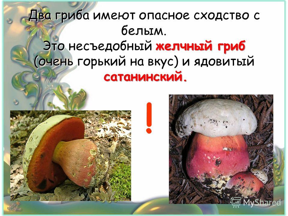 Как отличить белый. Сатанинский гриб сатанинский гриб. Белый гриб желчный гриб сатанинский гриб. Белый гриб и сатанинский гриб отличия. Сатанинский гриб ядовитые грибы.
