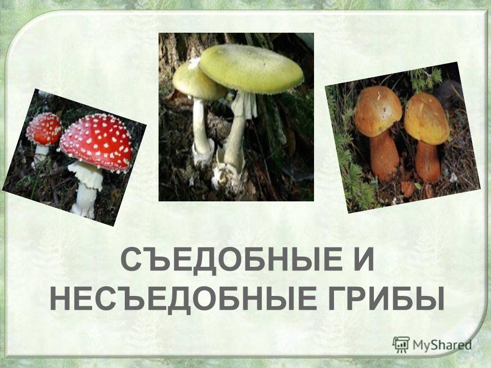 Несъедобные лесные грибы 2. Грибы: съедобные и несъедобные. Съедобные грибы и несъедобные грибы. Тема грибы съедобные и несъедобные. Съедобные съедобные несъедобные.