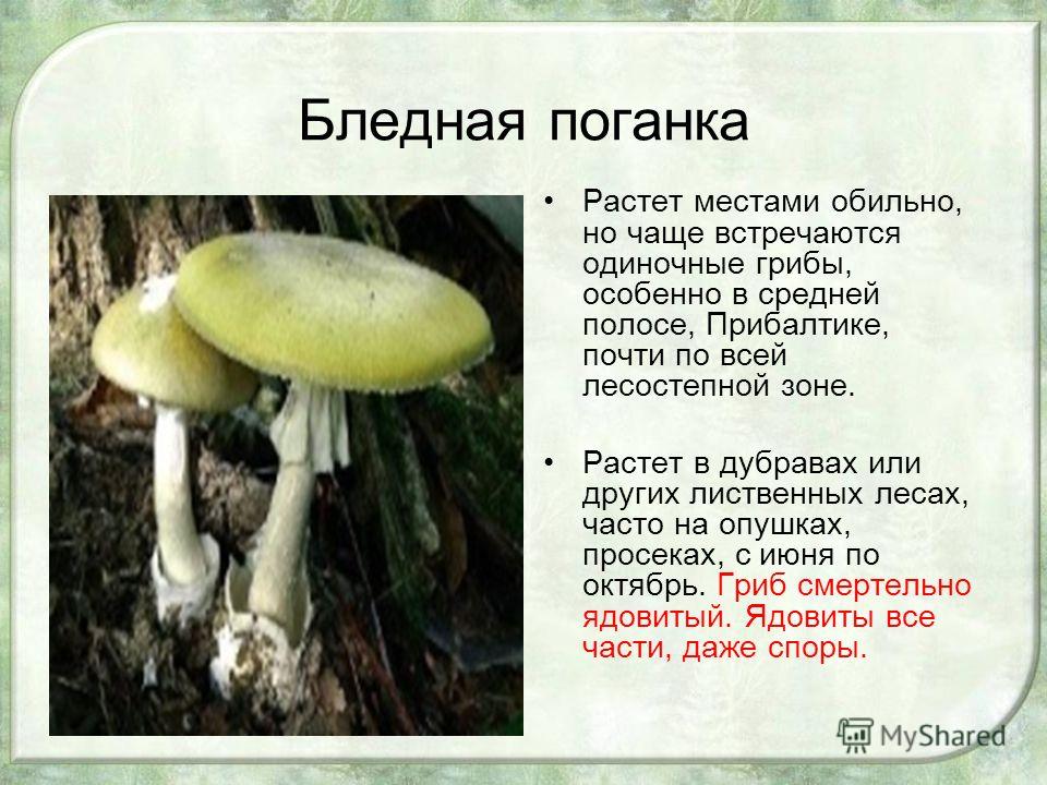 Бледная поганка относится к грибам