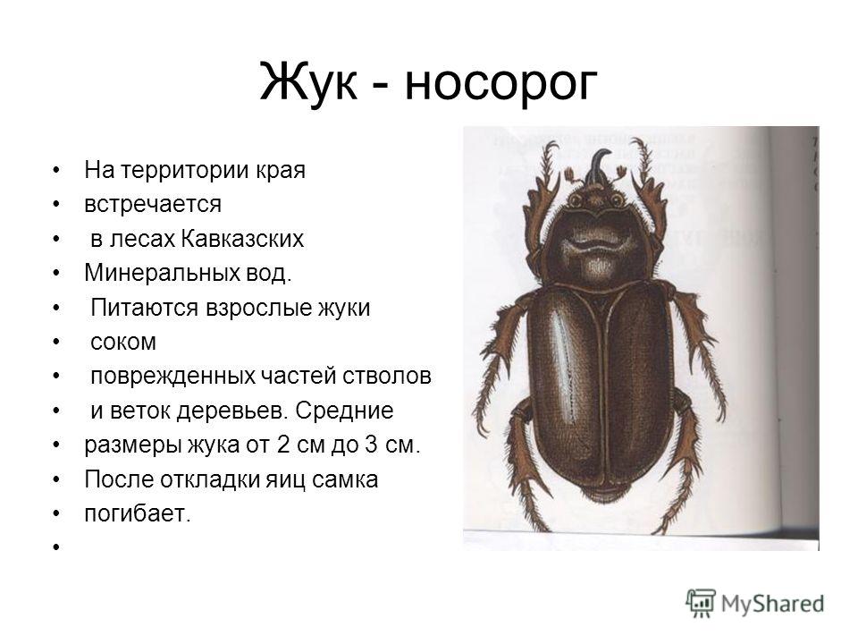 Для жука характерно развитие