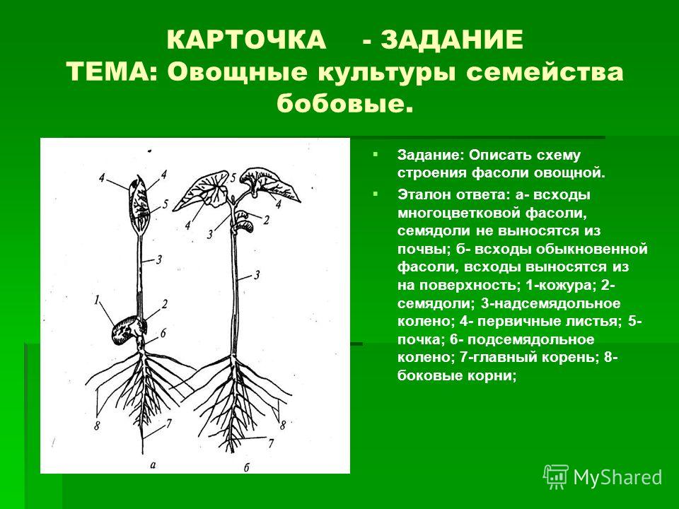 Корневая система фасоли