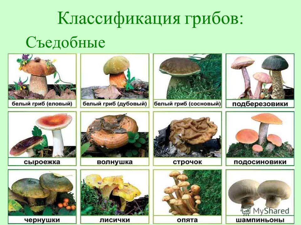 Таблица грибов. Классификация грибов съедобные и несъедобные. Съедобные и несъедобные грибы классификация. Классификация съедобности грибов. Классификация грибов по съедобности таблица.