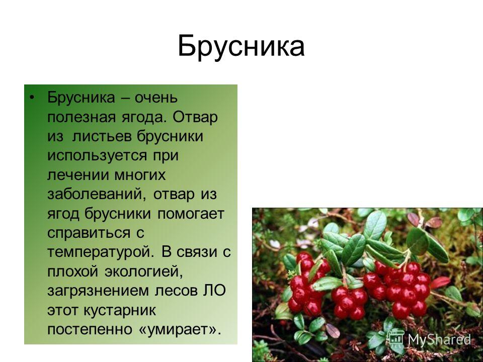 Рассказ брусника на дзене. Брусника презентация. Рассказ о бруснике. Брусника описание для детей. Сообщение о бруснике.