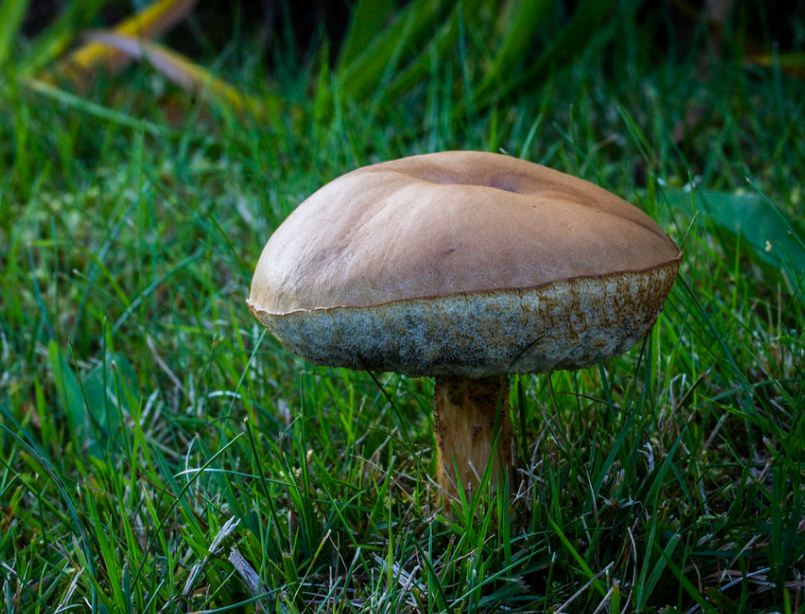 Белый гриб относится к съедобным трубчатым. Гриб болотник. Подберёзовик обыкновенный съедобные грибы. Подберезовик трубчатый гриб. Подберезовик шляпка.