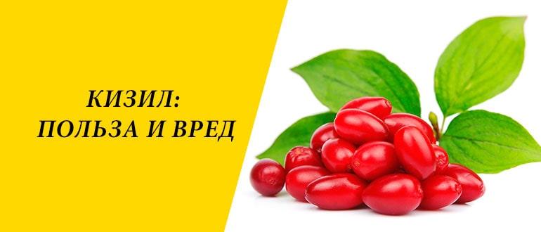 Кизил польза. Кизил ягода витамины. Кизил польза и вред. Кизил ягода польза. Ягоды кизила польза и вред.