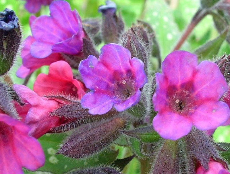 Листья медуницы. Медуница. Медуница (Pulmonaria). Медуница сахарная Пульмонария. Медуница Садовая.