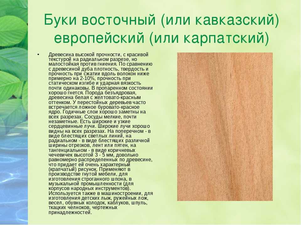 Характеристика дерева. Бук описание древесины. Бук качество древесины. Бук структура древесины. Бук свойства древесины.